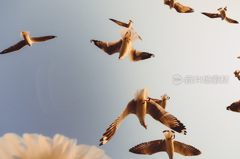 缅甸茵莱湖碧空中飞翔的海鸥