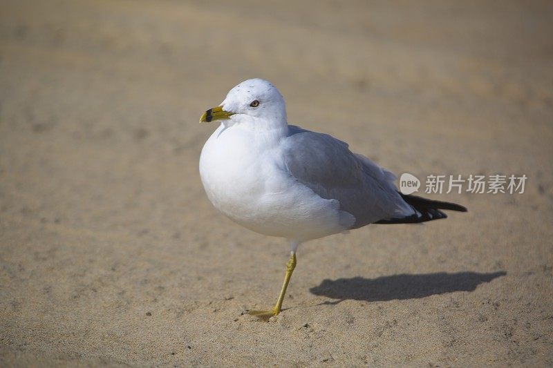 海鸥