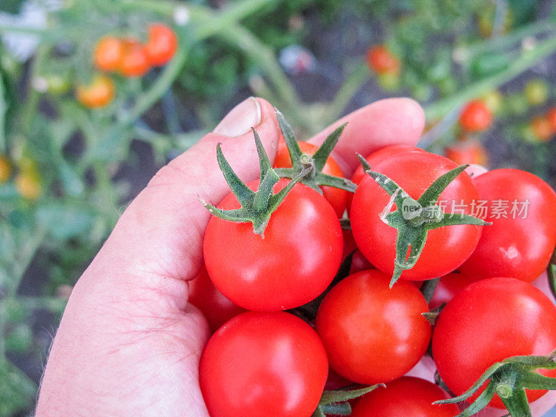 藤蔓成熟的红番茄生长在后院的菜园，以确保粮食安全