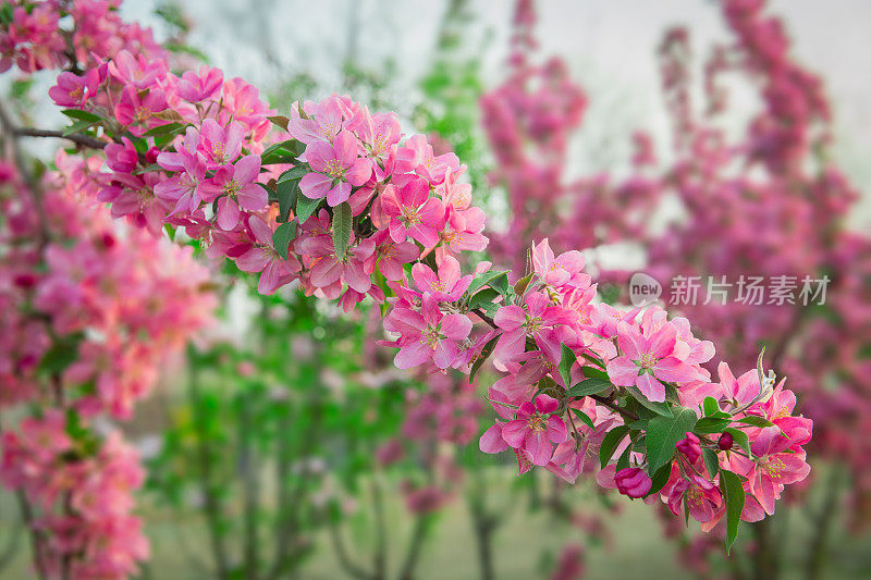 春天开花的海棠树