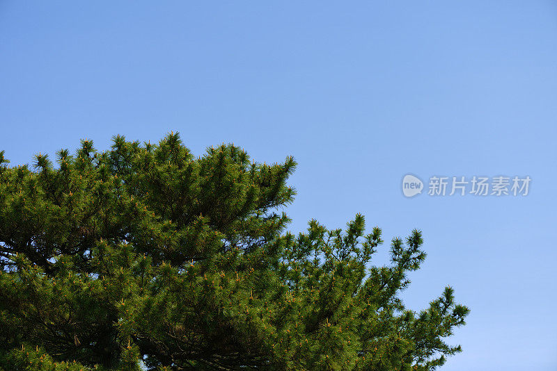 松树映衬着晴朗的天空