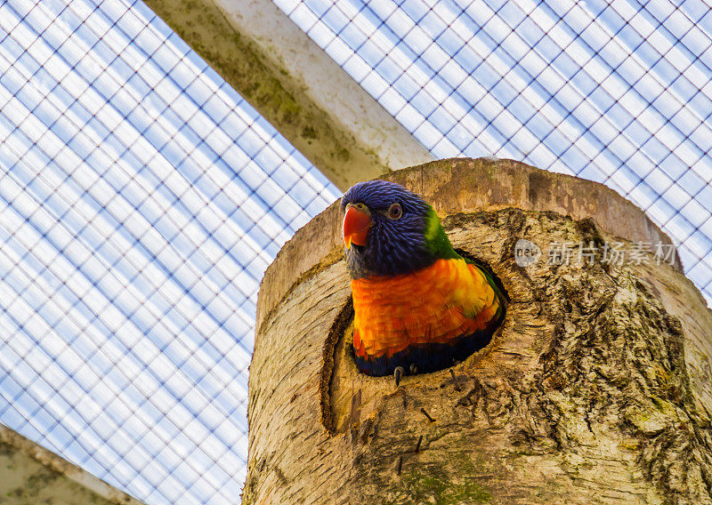 一个彩虹鹦鹉的特写从它的鸟屋，色彩斑斓的热带鸟类物种从澳大利亚
