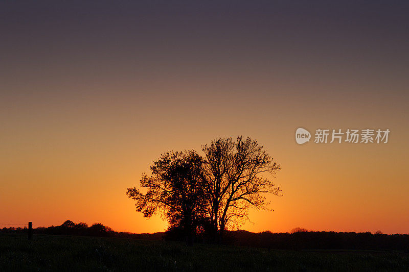 日落时的树对(风景版)