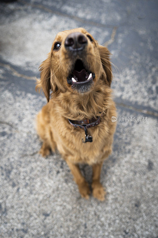 金毛猎犬吠叫