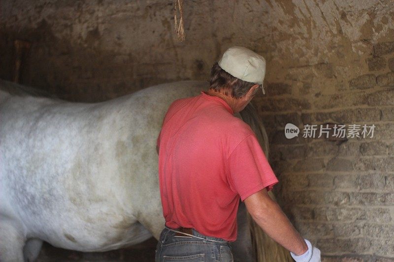 成熟的男人照顾干净的马