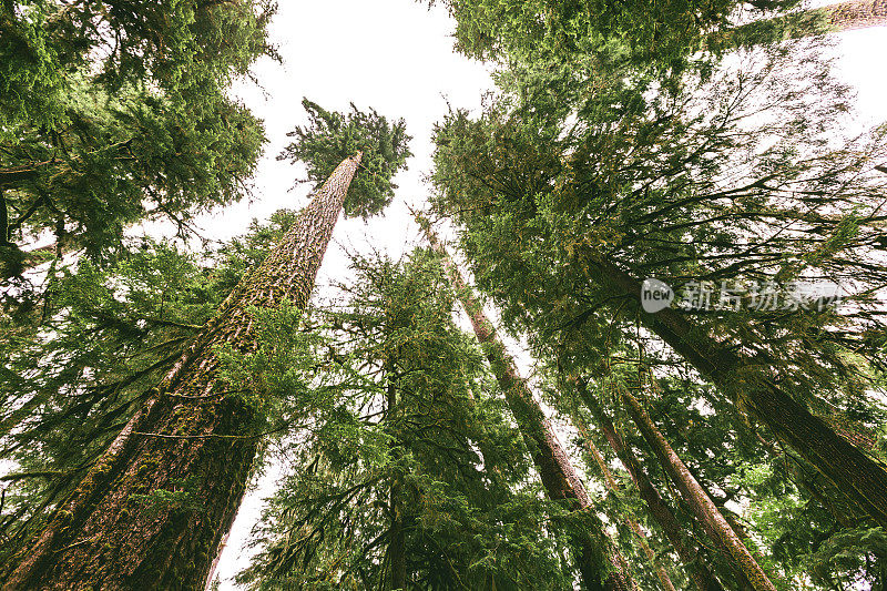 红杉国家公园的树木被苔藓覆盖
