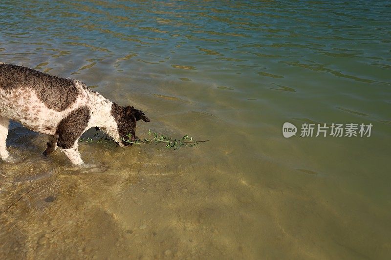 一只母狗在湖里游泳