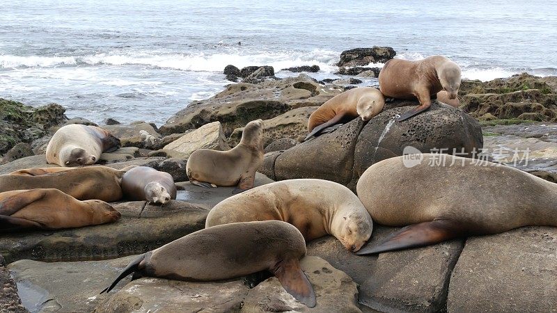 拉霍亚岛岩石上的海狮。野生耳海豹在太平洋附近的石头上休息。有趣的野生动物在睡觉。自然栖息地的受保护海洋哺乳动物，美国加州圣地亚哥