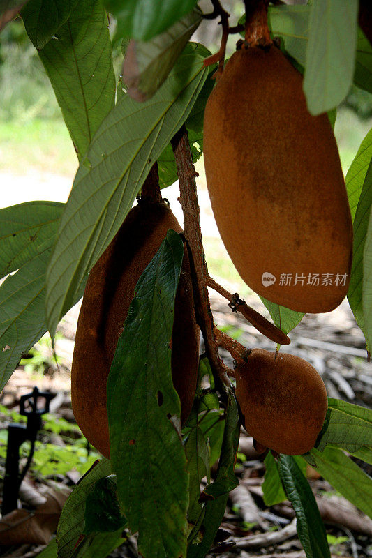 位于巴伊亚州南部的库普阿库种植园