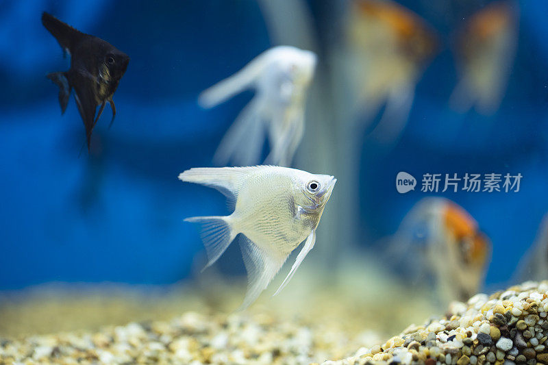 在水族馆里游泳的热带神仙鱼