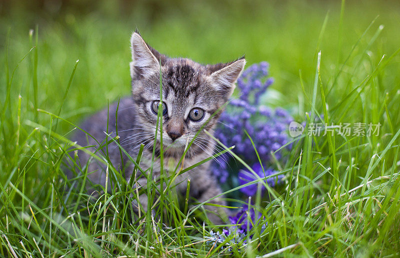 在绿草的背景上的小猫