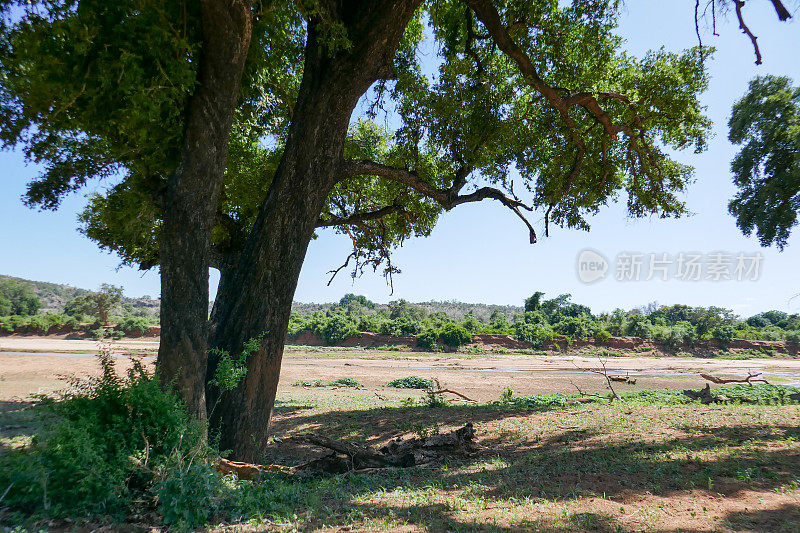 南非克鲁格国家公园帕夫里地区