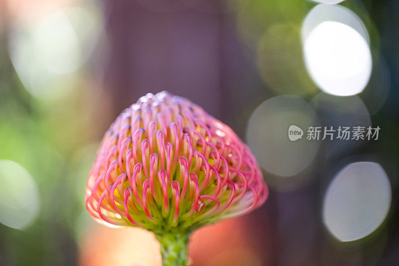 紫色针垫花蕾，微距摄影，美丽的自然背景与复制空间