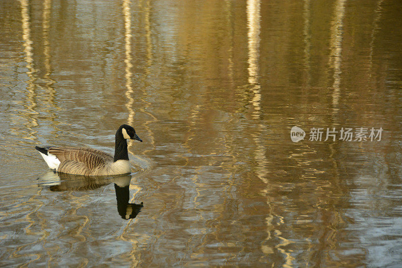 池塘上的加拿大鹅。