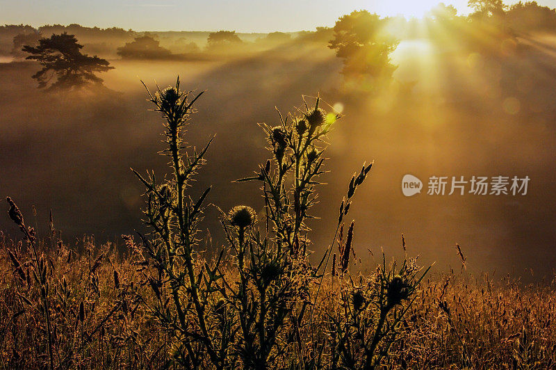 日出时的松树林地