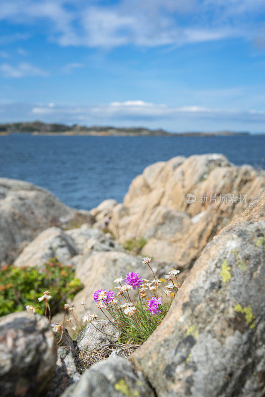 在多岩石的瑞典海岸线上的海节俭