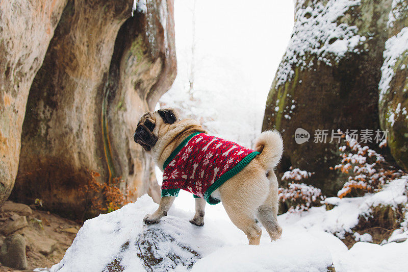 狗在圣诞毛衣在冬天探索山