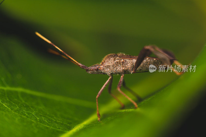 臭虫甲虫的特写