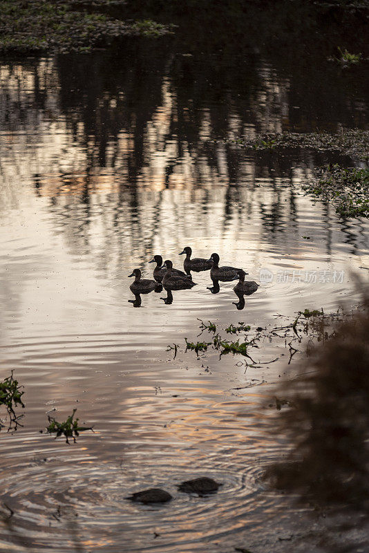 黎明时分，一群鸭子倒映在水面上，其中两只鸭子在前景中浸泡