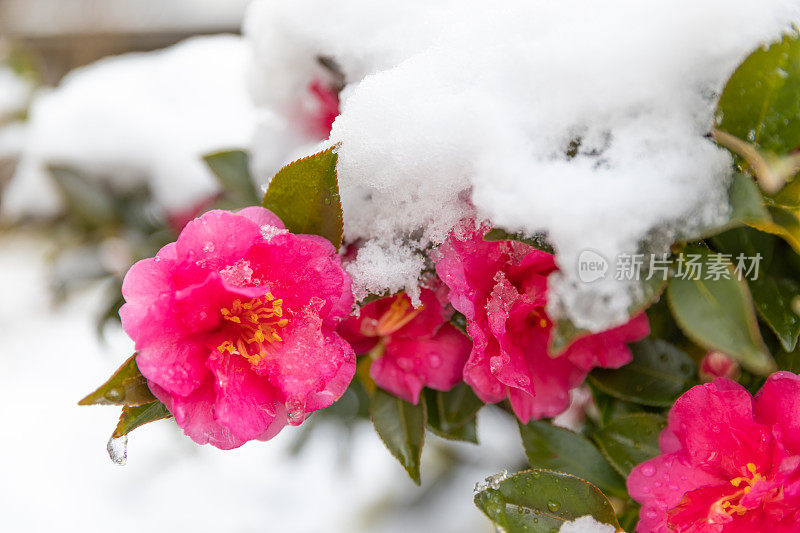 山茶花被雪覆盖