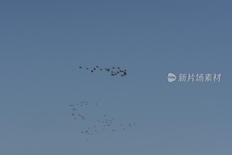 两群准备迁徙的黑司各特飞向不同的方向