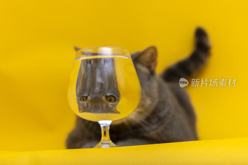 满杯水黄色背景下的猫的滑稽心情