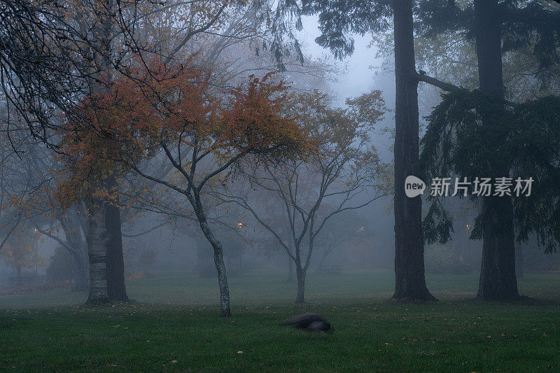雾中的灯塔山公园