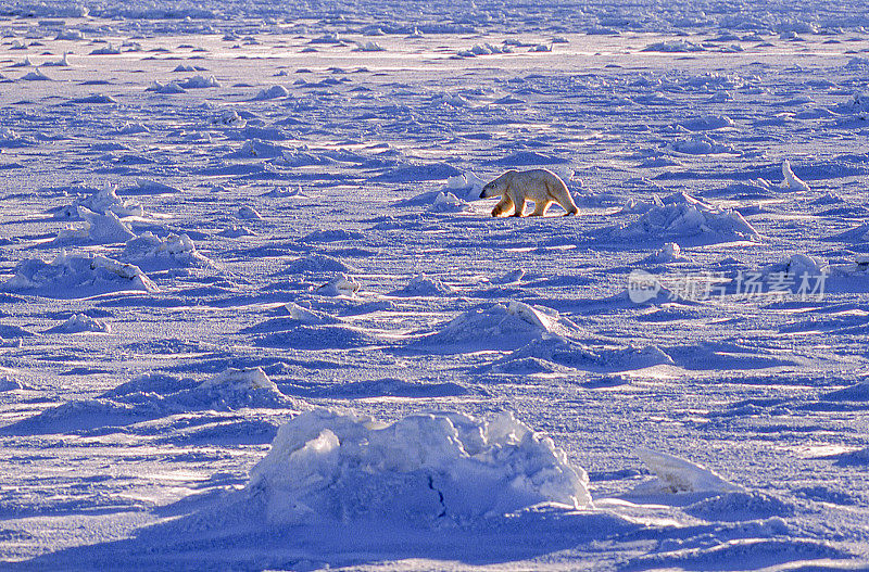 一只野生北极熊在冰冷的哈德逊湾行走