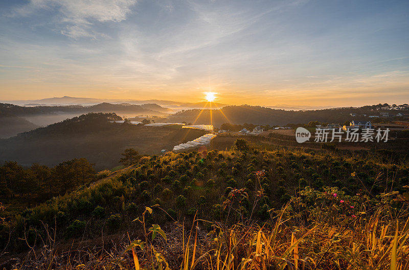 咖啡豆农场的日出