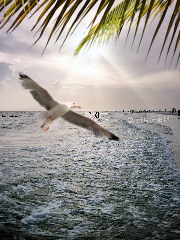 阳光明媚的海景和飞翔的海鸥