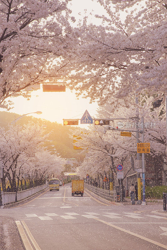 2021年4月1日:京畿道龙仁，夕阳背景下的樱花盛开的道路。