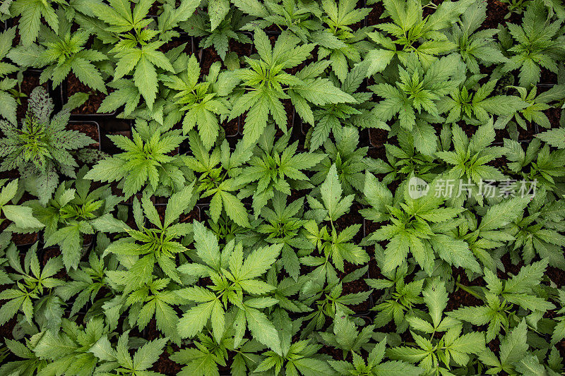 全框架的绿色大麻幼苗直接从上面