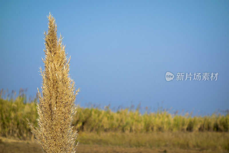 芦苇和天空