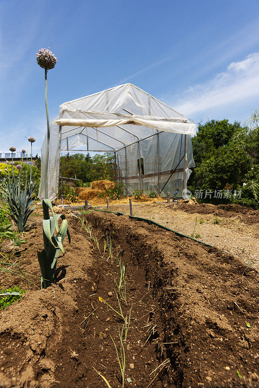 在可持续市场菜园种植韭菜。