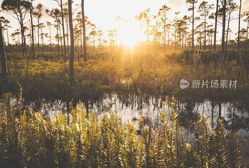 佛罗里达受保护湿地的自然风景