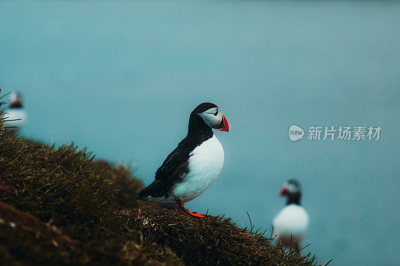 冰岛午夜太阳下美丽的海雀