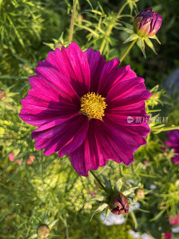 特写图像开花的粉红色宇宙生长在花园，花蕾，花瓣与模糊的园艺背景，聚焦前景