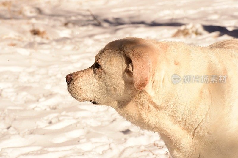 狗狗第一次在雪中