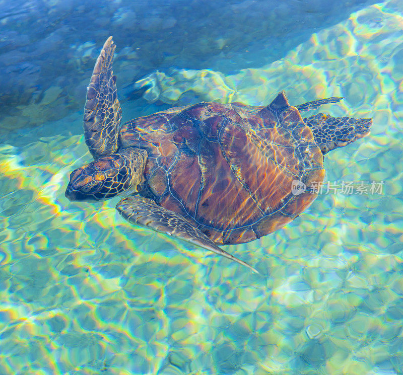 留尼汪岛的海龟。Hawskbill龟。