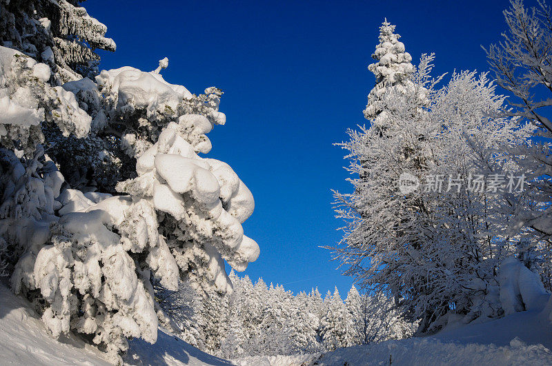 雪落在枞树上