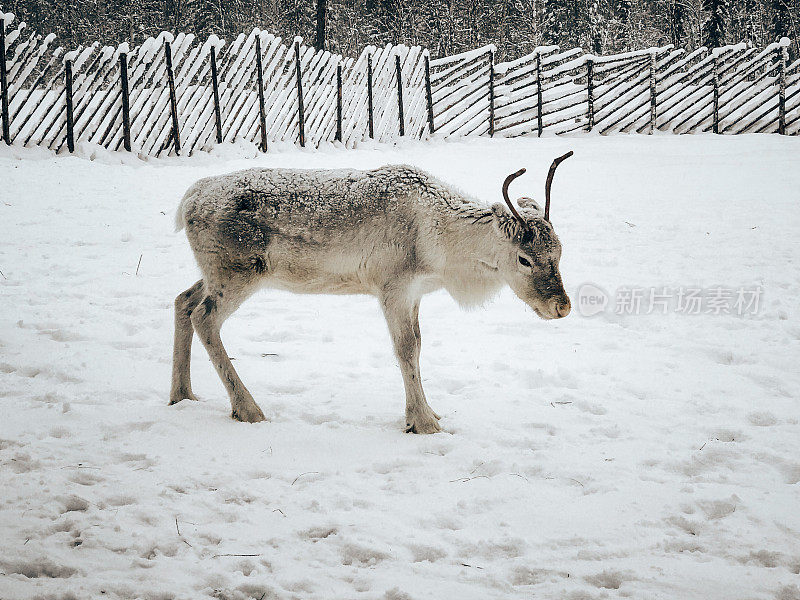 麋鹿在雪地上