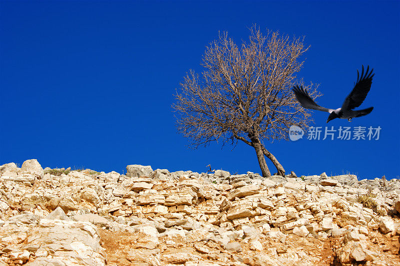 一棵光秃秃的树和飞乌鸦在岩石景观