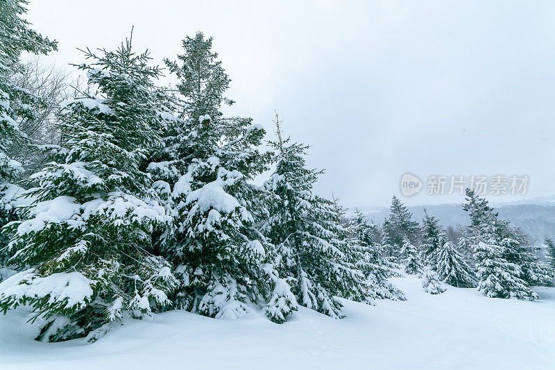 冬天的风景在雾与雪和树枝覆盖着白霜和冰冻的雪。高质量的照片