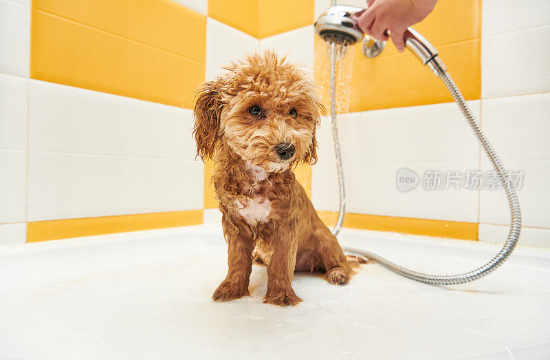 一个年轻人正在给洗澡的狗狗洗澡