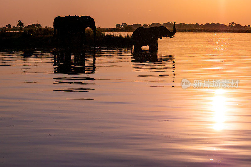 黄昏时分，在河边放松的非洲象父母和孩子的剪影，上部构图
