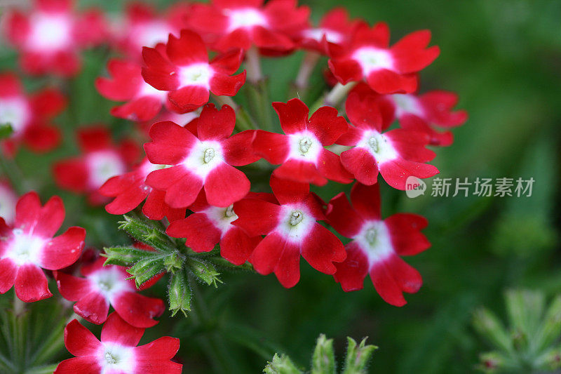 明亮的红色和白色马鞭草花朵的特写