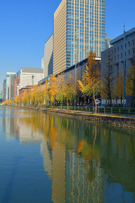 东京丸之内商业区的秋叶颜色