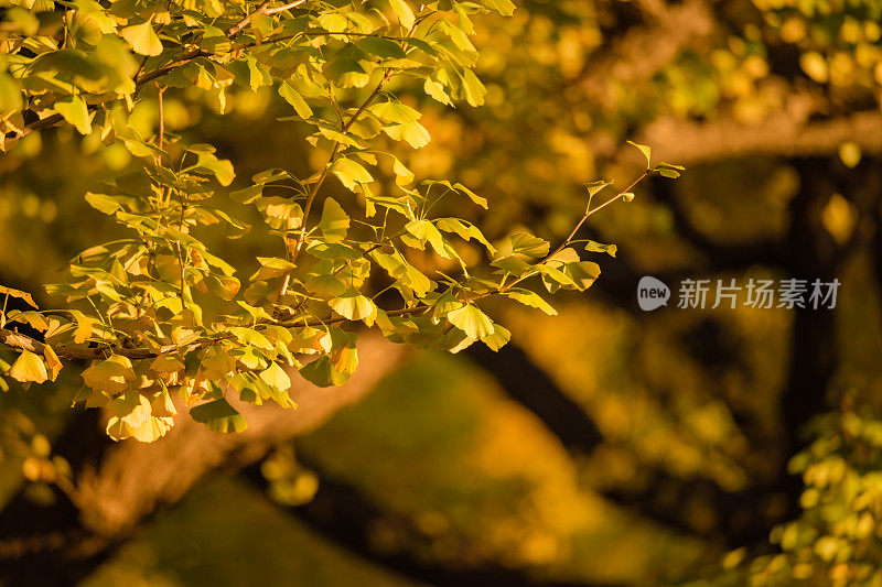 秋日银杏树林立的街道前明治神宫Gaien，日本东京
