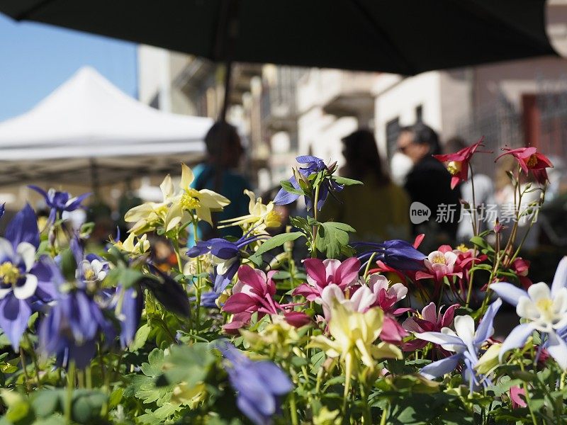 米兰运河上的花卉市场