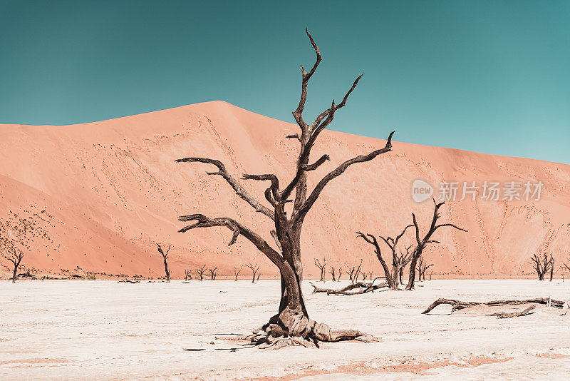著名的，抽象的骆驼刺树在Deadvlei在Sossusvlei，纳米比亚纳米比亚-诺克卢夫特公园